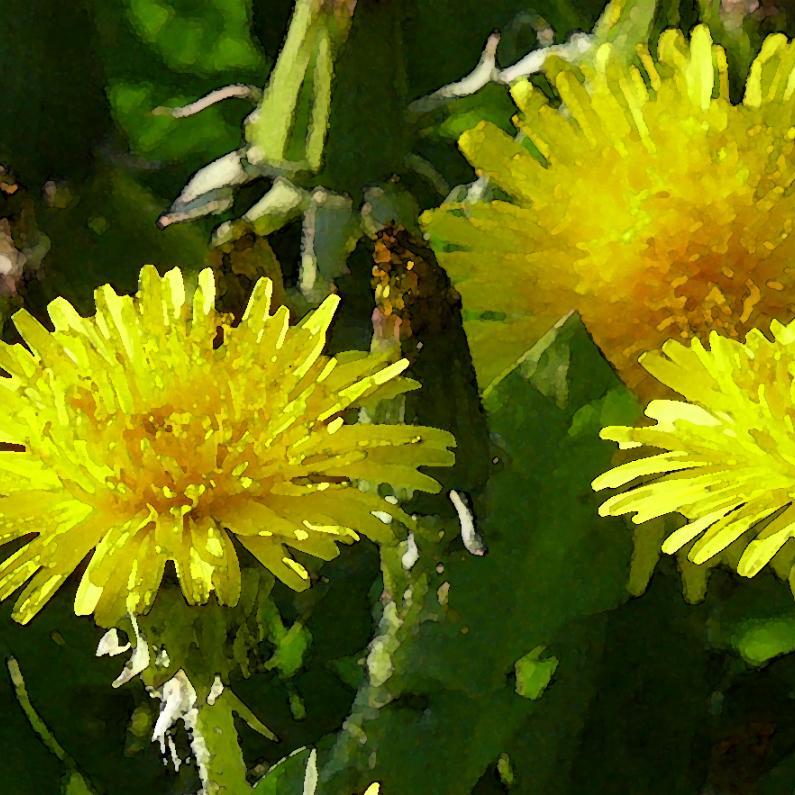 Löwenzahn