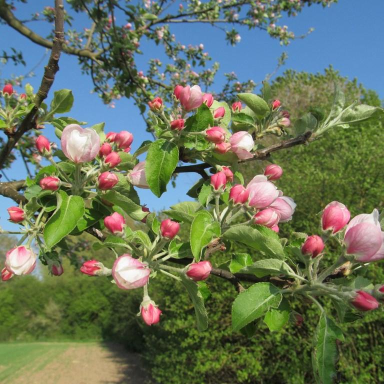 Frühling