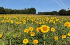 Sonnenblumen_Monika Schall (c) Monika Schall