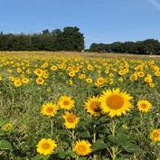 Sonnenblumen_Monika Schall