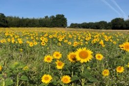 Sonnenblumen_Monika Schall