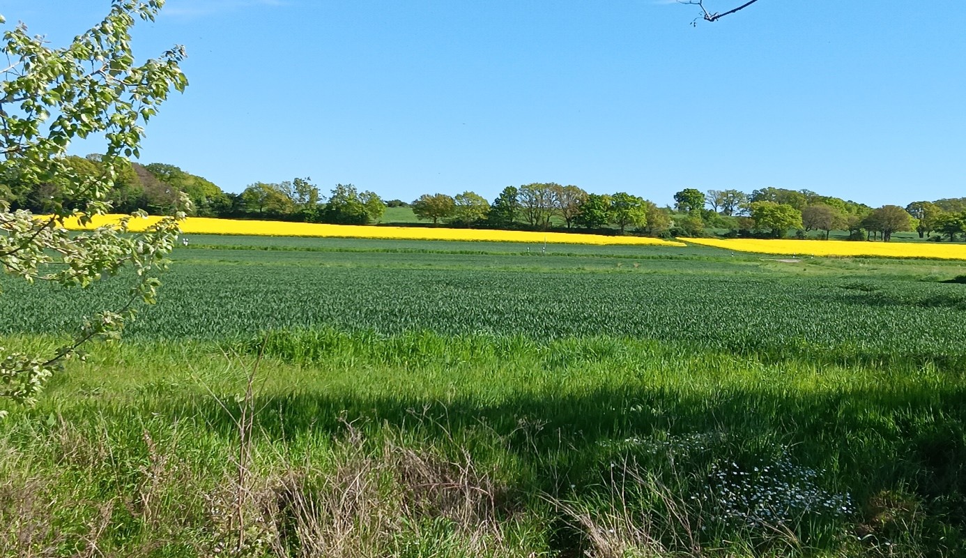 Rapsfeld_Zeller
