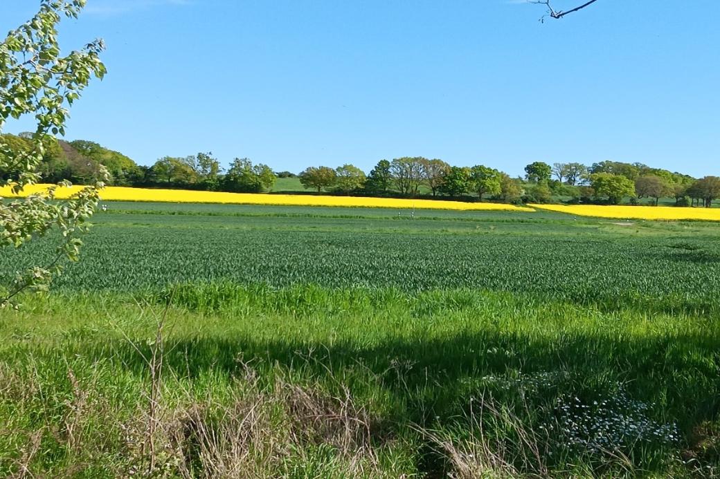 Rapsfeld_Zeller